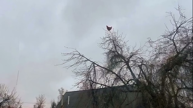 chicken on a tree